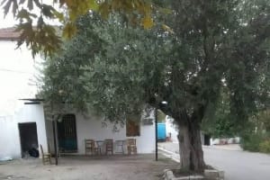Athens Olive Oil Tasting Tour 3