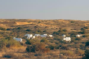 Dubai Desert Conservation Drive with Breakfast 3