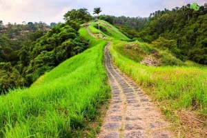 Ubud Countryside Tour: Campuhan Ridge Walk and Rice Terrace 3