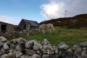 Connemara National Park Guided Tour 4
