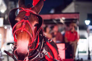 New Orleans Haunted Carriage Tour 3