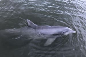 Hilton Head Dolphin Nature Tour 4