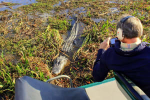 Florida Everglades Airboat Adventure 3