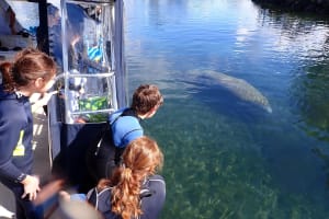 Crystal River Manatee Swimming Experience 3