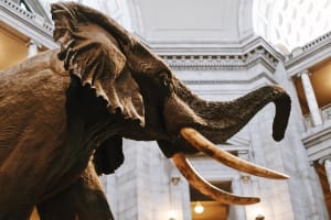 Smithsonian Natural History Museum Guided Tour 4