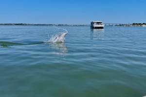 St. Augustine Dolphin & Wildlife Cruise 4