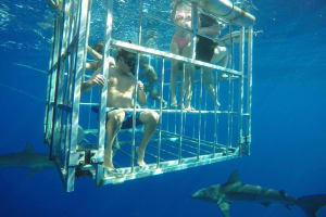Oahu Shark Dive Adventure 3