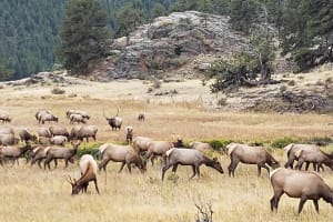 Rocky Mountain National Park Tour 4