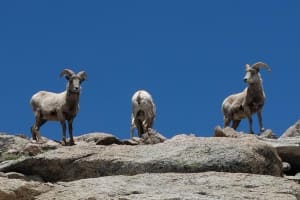 Mount Blue Sky Summit Adventure 4