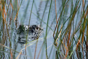 Private Everglades Airboat Adventure 3