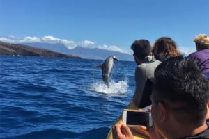Lanai Snorkeling & Dolphin Adventure 3