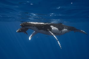Maui Kayak & Snorkel Adventure 3
