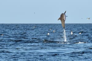 Jekyll Island Dolphin and Sightseeing Boat Tour 4