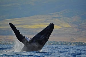 Maui Whale Watch Cruise 4