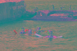 Dolphin Cruise to Shell Key 3