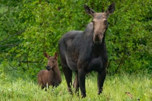 Grand Teton Sunrise Wildlife Tour 4