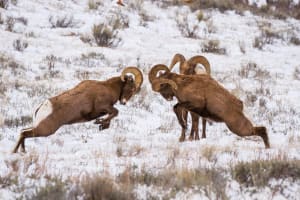 Grand Teton Snowshoe & Wildlife Tour 4