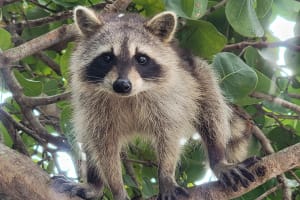 Miami Kayak & SUP Raccoon Island Tour 3