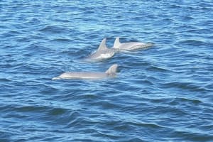 Orange Beach Dolphin Eco Boat Tour 3