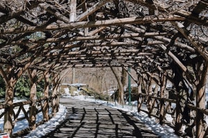 Central Park New York Guided Walking Tour Semi-Private 12ppl Max 4