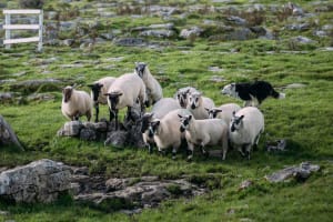 Connemara Castles & Sheepdog Demo Tour 3