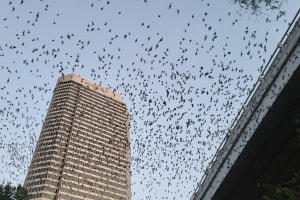 Downtown Houston Bat and Skyline Kayaking Tour 3
