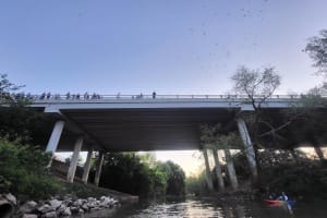 Downtown Houston Bat and Skyline Kayaking Tour 4