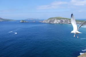 Dingle Peninsula Private Tour Half Day  4