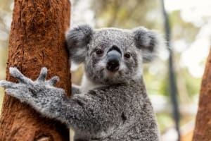 Sydney Taronga Zoo's Aussie Backyard Adventure Tour 4