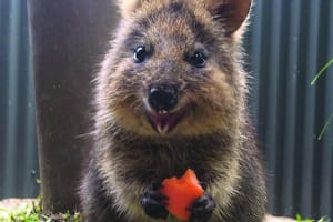 Kuranda Koala Gardens Admission Ticket 3