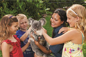 Kuranda Koala Gardens Admission Ticket 4