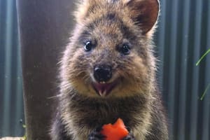 Kuranda Koala Gardens & Birdworld Tickets 4