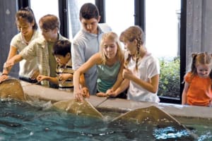Houston City Tour and Downtown Aquarium All Rides Pass 4