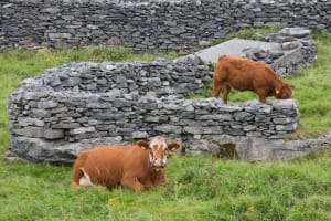 Private cultural tour of Inisheer, Aran Islands with lunch, horse and trap tour 3