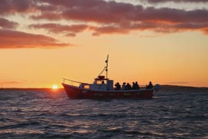 Sundown Cruise Around the Island of Ireland's Eye from Howth  3