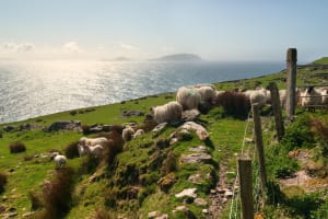 Private Tour: Dingle Peninsula from Killarney 4