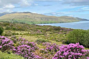 Belfast & Giants Causeway Luxury Mercedes Private Tour for 6 pax 4