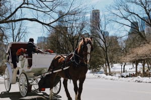 Central Park New York - Exclusive Guided Walking Tour 4