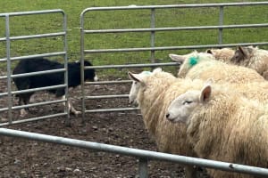 Sheepdogs in the countryside, authentic Dubliners city tour combo 4