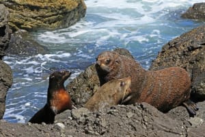 Snorkeling with Seals and Cape Peninsula Full-Day Private Tour 4