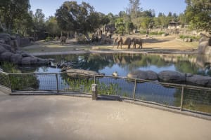 Official San Diego Zoo Safari Park Tickets 4