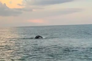 Private 12 Passenger Sunset Cruise in Anna Maria Island 3