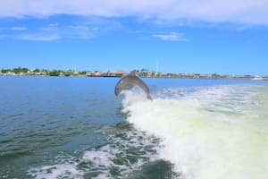 Private Dolphin and Intracoastal Tour of Anna Maria Island 4