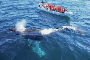 Whale Watching & Arch Tour in Los Cabos 3