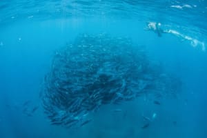 Cabo Pulmo Snorkel Expedition 3