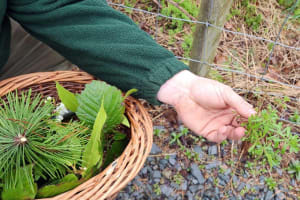 Northern Ireland Foraging & Bushcraft Experience 4