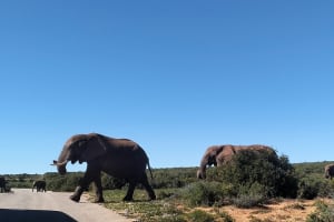 Addo Elephant and Schotia Safari from Port Elizabeth 4