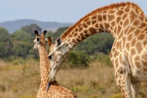 2 Day Schotia Safari Tour in Port Elizabeth 4