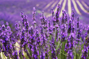 Close-up detail of vibrant purple lavender flowers and stems in peak bloom on Valensole Plateau lavender fields Provence France