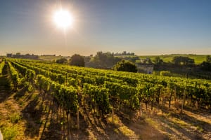 Golden sunrise over Saint-Émilion vineyard with historic château estate in Bordeaux wine region
